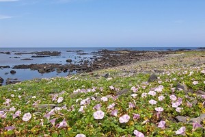 ハマヒルガオ（浜昼顔）とは？浜辺に群生する花の特徴や花言葉をご紹介！