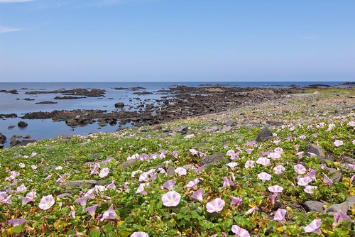 ハマヒルガオ(浜昼顔)とは?浜辺に群生する花の特徴や花言葉をご紹介!