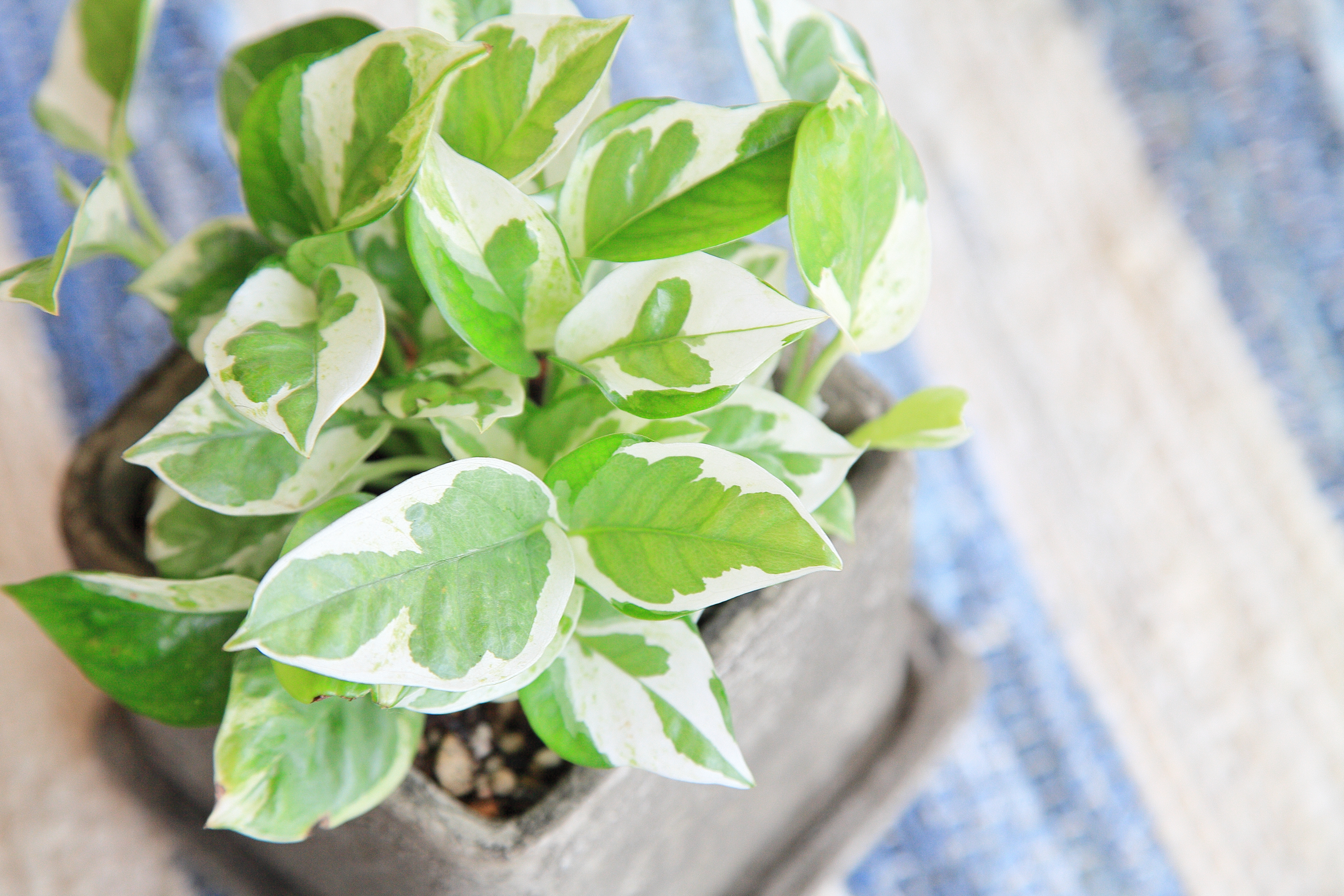 インテリアに人気の観葉植物TOP10!お部屋を緑でおしゃれにしよう!のイメージ