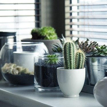 観葉植物をインテリアに！観葉植物の選び方とおしゃれに飾るためのコツは？