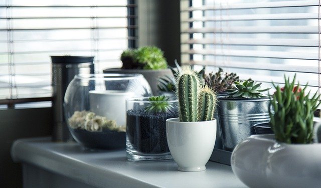 観葉植物をインテリアに!観葉植物の選び方とおしゃれに飾るためのコツは?