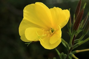 オオマツヨイグサ（大待宵草）とは？その特徴や種類・開花時期をご紹介！
