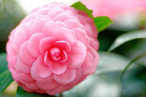 カメリアとは？シャネルのマークにも採用された花の特徴や花言葉を紹介！