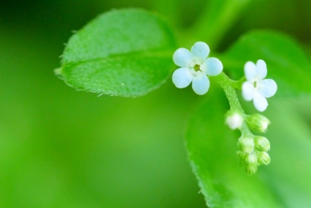 キュウリグサとは？その特徴や花言葉をご紹介！勿忘草との違いは？のイメージ