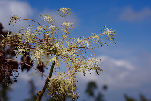 シシウドとは？特徴やウドとの見分け方を解説！美味しい食べ方はある？のイメージ