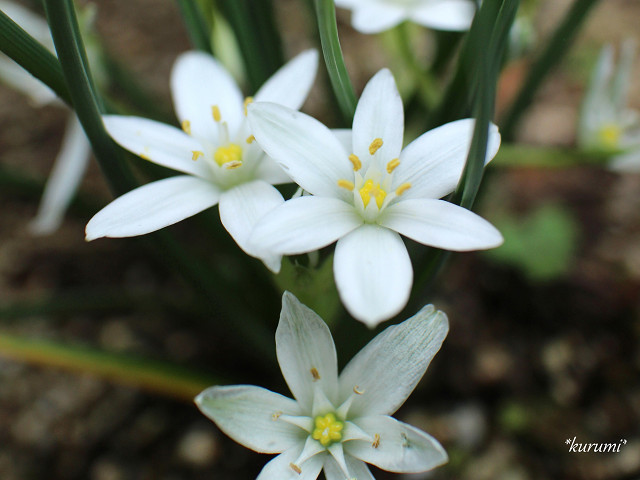 オオアマナとは？その特徴や花言葉・育て方をご紹介！開花時期はいつ？