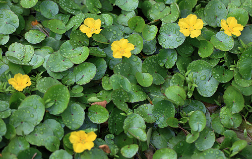 アサザとは？浮葉植物と呼ばれる水草の生育環境や越冬方法などを紹介！