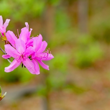 コバノミツバツツジとは？その特徴や花言葉をご紹介！開花時期はいつ？