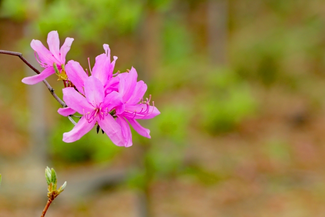 コバノミツバツツジとは?その特徴や花言葉をご紹介!開花時期はいつ?
