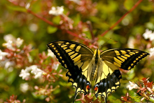 キアゲハの幼虫とは？生態や飼育方法から、菜園での防除方法までご紹介！