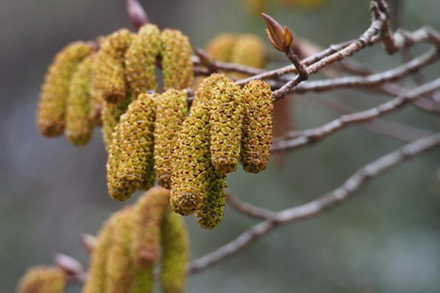 オオバヤシャブシとは？その特徴や育て方を解説！ヤシャブシとの違いは？