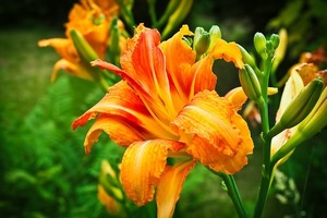 デイリリーとは？黄金の星といわれる名前の由来や特徴・花言葉をご紹介！
