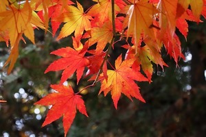 もみじの種類一覧！紅葉の季節に向けて、人気品種の見分け方を知ろう！