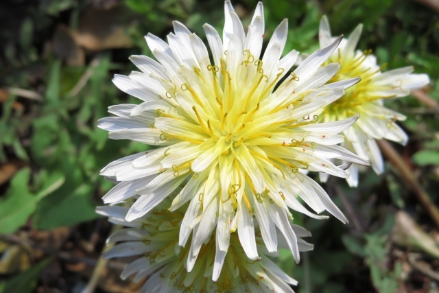 白いタンポポは珍しい?その特徴や花言葉を紹介!開花時期や生息地は?