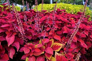 コリウスの育て方！カラフルな葉が美しい植物の管理のポイントを解説！