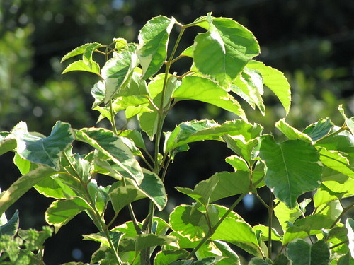 ポリシャスとは?その種類と育て方を紹介!植え替えや挿し木のコツは?