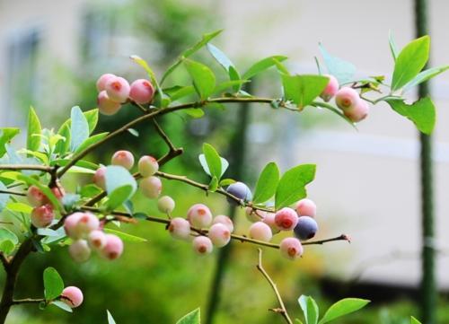 鉢植えブルーベリーの最適な植え替え時期はいつ？土作りはどうする？