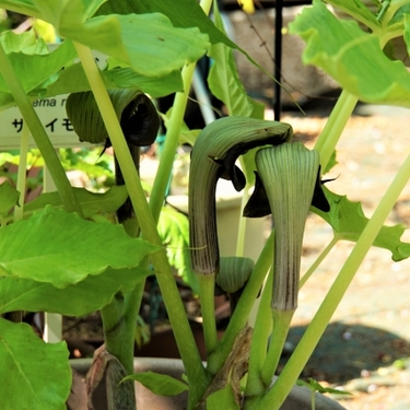 ムサシアブミとは？その特徴と育て方をご紹介！花や実に毒性はあるの？