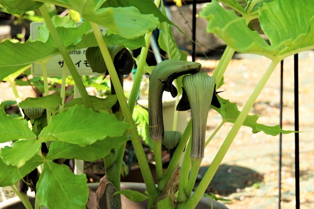 ムサシアブミとは?その特徴と育て方をご紹介!花や実に毒性はあるの?