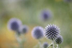 ルリタマアザミとは？種類・花言葉・育て方から生花などアレンジ術まで紹介！