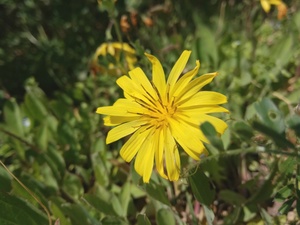 ジシバリ（イワニガナ）とは？その特徴や花言葉を解説！オオシシバリとの違いは？