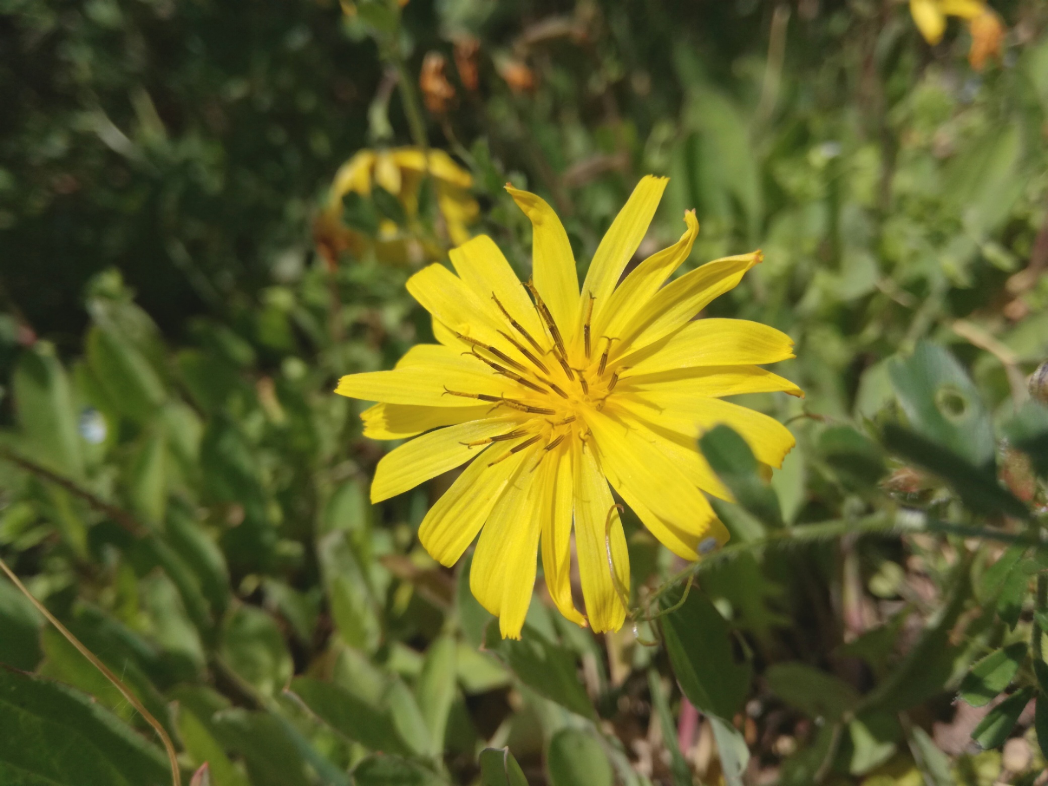 ジシバリ(イワニガナ)とは?その特徴や花言葉を解説!オオシシバリとの違いは?