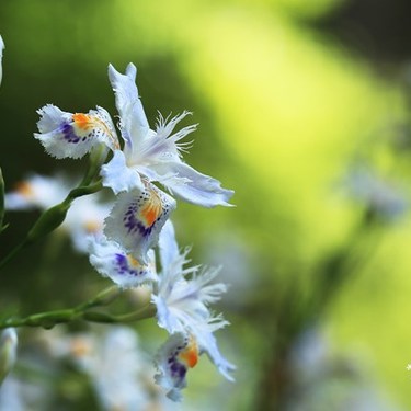 シャガとは？可憐な花の特徴や花言葉を紹介！自宅の庭にも植えられる？