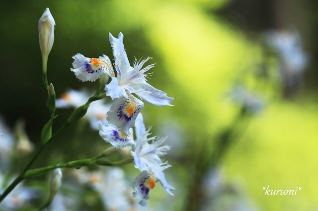 シャガとは?可憐な花の特徴や花言葉を紹介!自宅の庭にも植えられる?のイメージ