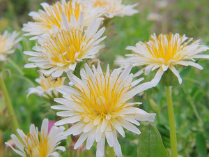 シロバナタンポポとは？その特徴や花言葉を紹介！開花時期や生息地は？
