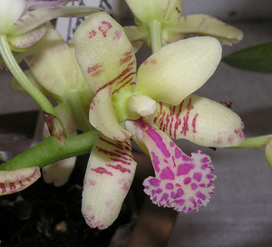 ナゴラン（名護蘭）の育て方！植え替えや株分けなどの栽培方法を紹介！
