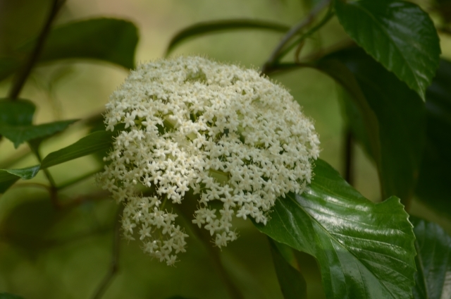 ハクサンボク(白山木)とは?花言葉や育て方をご紹介!匂いが特徴的?