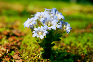 フデリンドウとは？その特徴や花言葉をご紹介！ハルリンドウとの違いは？