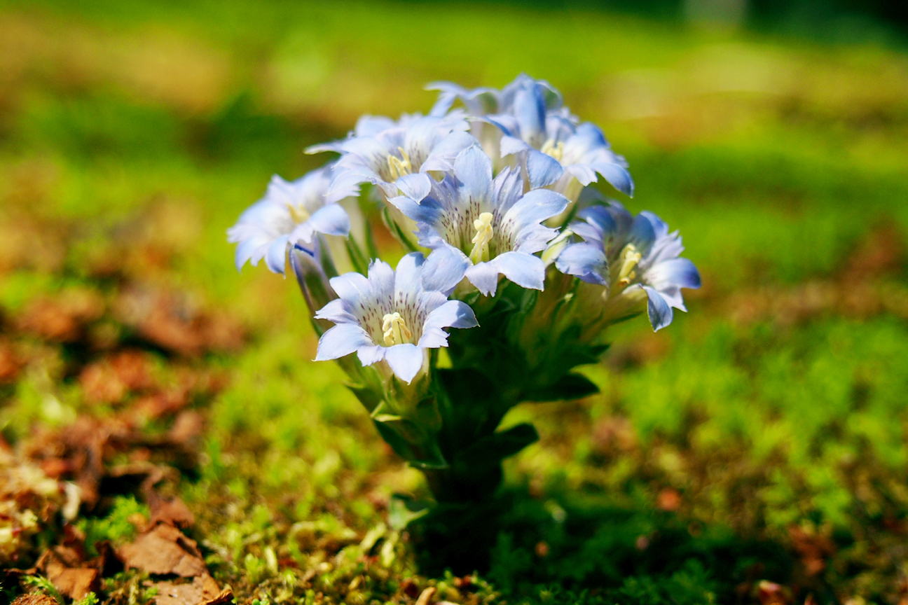 フデリンドウとは?その特徴や花言葉をご紹介!ハルリンドウとの違いは?