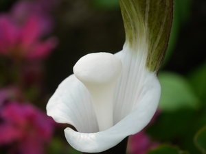 ユキモチソウの育て方！白い餅の部分の正体や、花を咲かせるためのコツを解説！