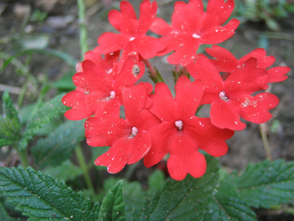 サンブリテニア・スカーレットの育て方!綺麗な赤を咲かせる管理方法とは?