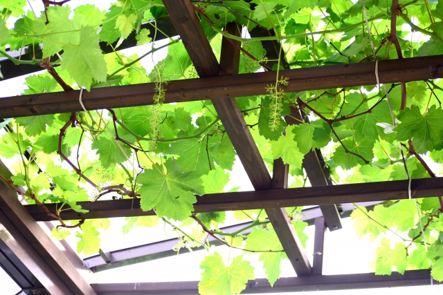ぶどうやキウイの棚を自作しよう！簡単な作り方は？棚が必要な理由もご紹介！
