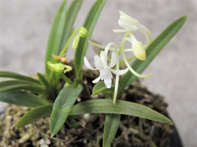 富貴蘭とは?その種類や育て方をご紹介!風蘭(フウラン)とは違うの?のイメージ