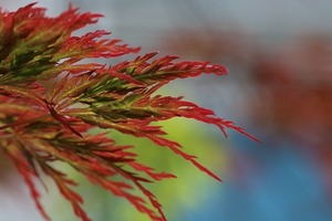 枝垂れモミジとは？庭のシンボルツリーにもなる樹木の概要と剪定方法を解説！