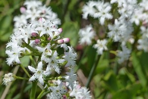 ミツガシワ（三槲）とは？その特徴や花言葉を紹介！名前の由来は家紋？