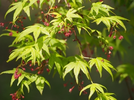 楓(カエデ)に花は咲く?その花言葉や開花時期は?モミジとは違うの?
