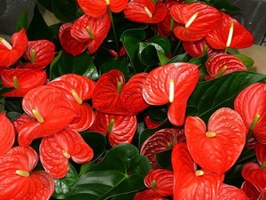 アンスリウムの花言葉とは？プレゼントにおすすめの品種や色はどれ？