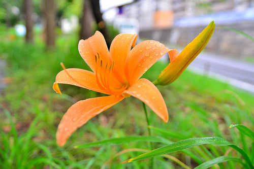  ノカンゾウとは？その特徴や食用での効能を紹介！ヤブカンゾウと違いは？のイメージ