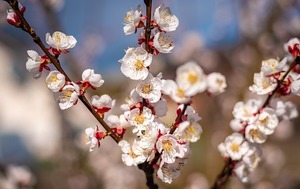 杏とは？その効果や食べ方から、花の特徴や花言葉まで一挙ご紹介！
