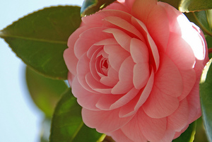 乙女椿とは？その美しい花の特徴や花言葉、山茶花との見分け方まで紹介！