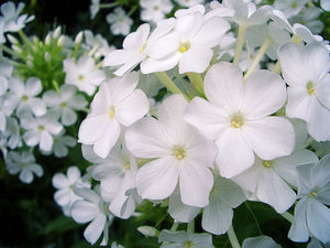 花魁草とは？花言葉や名前の由来を紹介！そもそも花魁ってどんな意味？