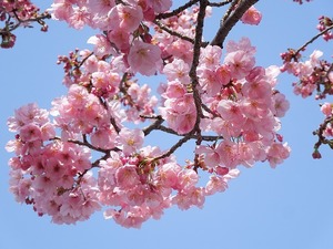 寒桜とは？早咲きの桜の開花時期や花言葉を紹介！おすすめの名所は？