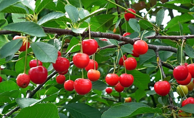 さくらんぼの木とは?実がなる桜の木の種類(品種)と開花時期を紹介!のイメージ