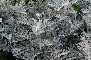 シロタエギク（白妙菊）とは？育て方と上手な寄せ植えのやり方を解説！