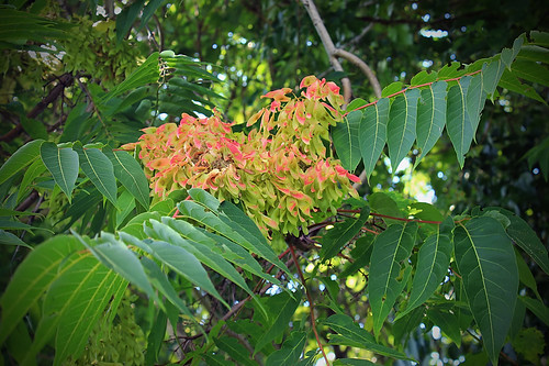 ニワウルシ（庭漆）とは？別名「シンジュ」と呼ばれる木の概要を解説！のイメージ