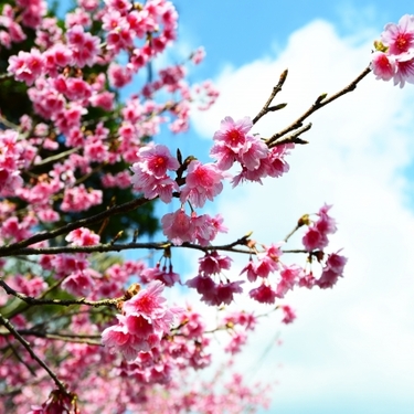 寒緋桜（カンヒザクラ）とは？沖縄に咲く桜の特徴と花言葉をご紹介！